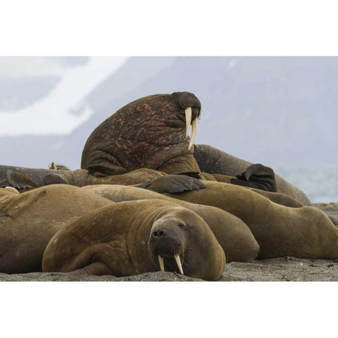 Norway, Prins Karls Forland Walruses resting Black Modern Wood Framed Art Print by Young, Bill