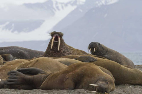 Norway, Svalbard Group of walruses resting Black Ornate Wood Framed Art Print with Double Matting by Young, Bill