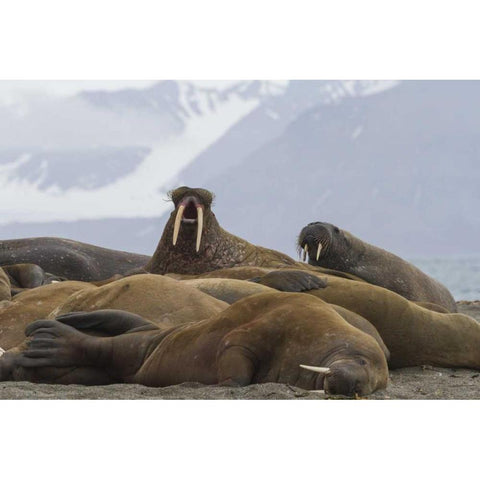 Norway, Svalbard Group of walruses resting Black Modern Wood Framed Art Print with Double Matting by Young, Bill