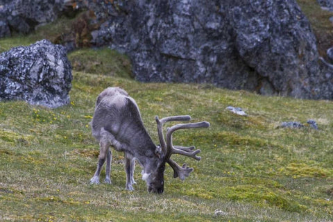 Norway, Prins Karls Forland Reindeer grazing Black Ornate Wood Framed Art Print with Double Matting by Young, Bill