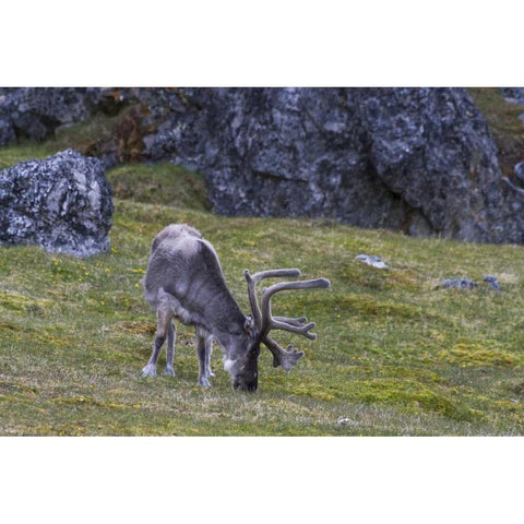 Norway, Prins Karls Forland Reindeer grazing Black Modern Wood Framed Art Print by Young, Bill