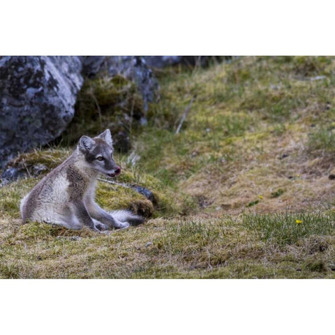 Norway, Svalbard, Prins Karls Forland Black Modern Wood Framed Art Print with Double Matting by Young, Bill