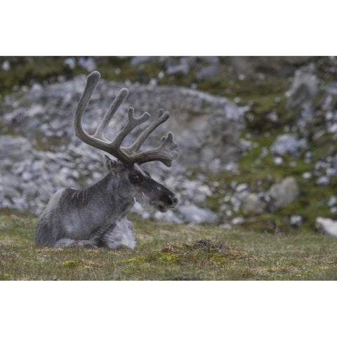 Norway, Prins Karls Forland Reindeer grazing White Modern Wood Framed Art Print by Young, Bill
