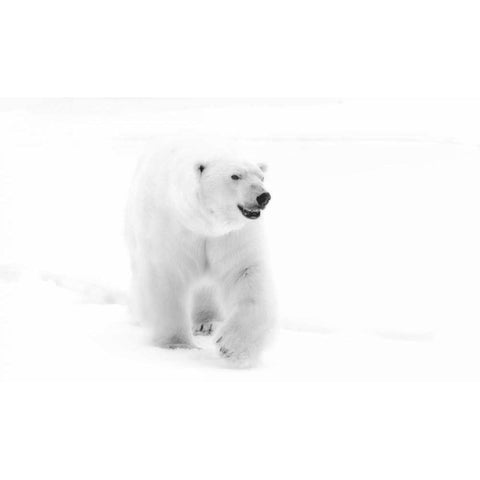 Norway, Svalbard Walking polar bear Gold Ornate Wood Framed Art Print with Double Matting by Young, Bill