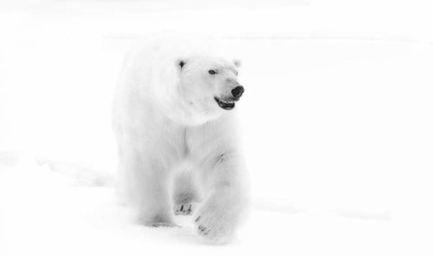 Norway, Svalbard Walking polar bear Black Ornate Wood Framed Art Print with Double Matting by Young, Bill