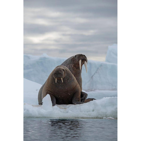 Norway-Svalbard-Nordaustlandet-Austfonna Walrus on ice Gold Ornate Wood Framed Art Print with Double Matting by Hopkins, Cindy Miller
