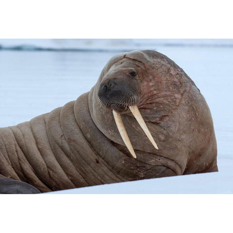 Norway-Svalbard-Nordaustlandet-Austfonna Walrus on ice Black Modern Wood Framed Art Print with Double Matting by Hopkins, Cindy Miller