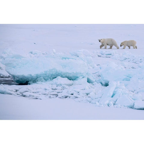 Norway-High Arctic Polar bear mother and cub on sea ice Black Modern Wood Framed Art Print with Double Matting by Hopkins, Cindy Miller