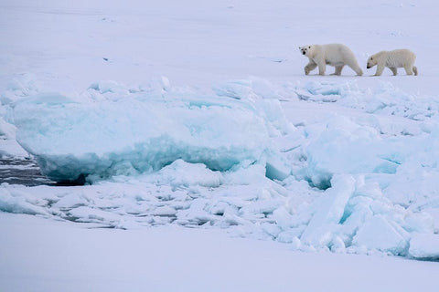Norway-High Arctic Polar bear mother and cub on sea ice White Modern Wood Framed Art Print with Double Matting by Hopkins, Cindy Miller