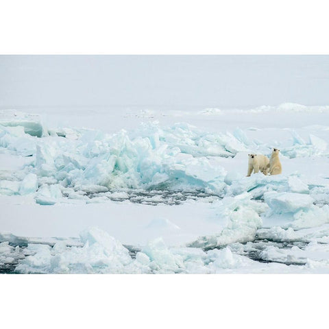 Norway-High Arctic Polar bear mother and cub on sea ice Black Modern Wood Framed Art Print with Double Matting by Hopkins, Cindy Miller