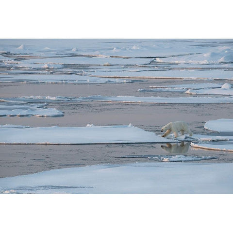 Norway-High Arctic Lone polar bear on sea ice at dusk Black Modern Wood Framed Art Print by Hopkins, Cindy Miller
