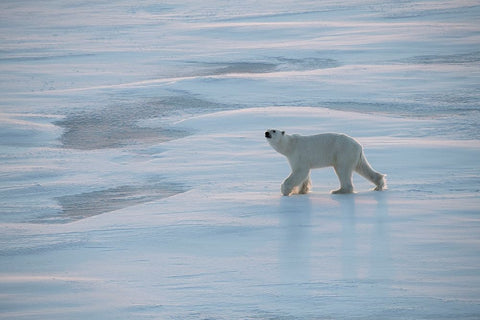 Norway-High Arctic Underweight polar bear on sea ice at dusk Black Ornate Wood Framed Art Print with Double Matting by Hopkins, Cindy Miller