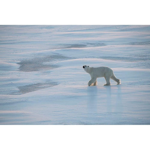 Norway-High Arctic Underweight polar bear on sea ice at dusk Black Modern Wood Framed Art Print by Hopkins, Cindy Miller