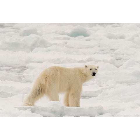 Polar bear-Ursus maritimus-Polar Ice Cap-north of Spitsbergen-Norway Gold Ornate Wood Framed Art Print with Double Matting by Pitamitz, Sergio