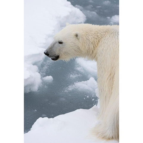 Polar bear-Ursus maritimus-Polar Ice Cap-north of Spitsbergen-Norway Black Modern Wood Framed Art Print by Pitamitz, Sergio