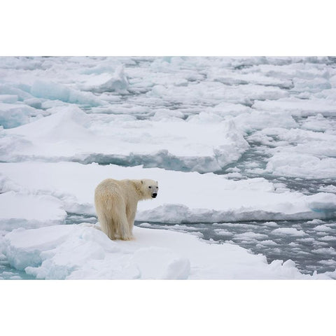 Polar bear-Ursus maritimus-Polar Ice Cap-north of Spitsbergen-Norway Black Modern Wood Framed Art Print with Double Matting by Pitamitz, Sergio