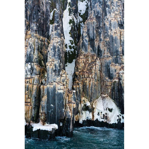 Brunnichs Guillemots-Uria lomvia-Alkefjellet-Spitsbergen-Svalbard Islands-Norway Black Modern Wood Framed Art Print with Double Matting by Pitamitz, Sergio