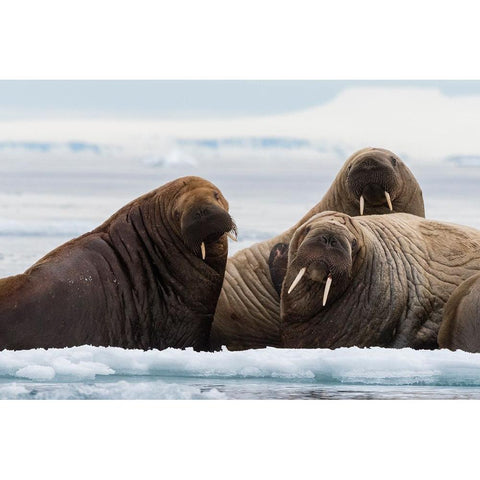 Atlantic walruses-Odobenus rosmarus-Vibebukta-Austfonna-Nordaustlandet-Svalbard Islands-Norway Black Modern Wood Framed Art Print by Pitamitz, Sergio