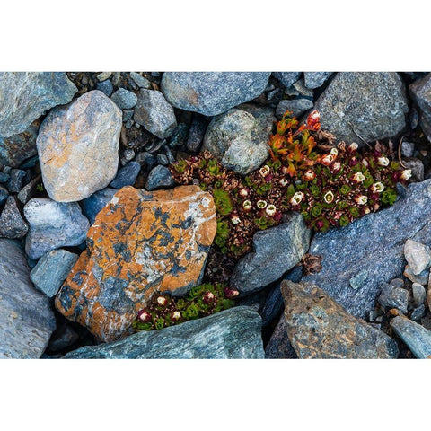 Tufted saxifrage {Saxifraga cepitosa}-in flower Black Modern Wood Framed Art Print with Double Matting by Pitamitz, Sergio