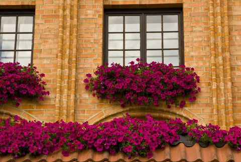 Poland, Gdansk Window boxes with purple petunias White Modern Wood Framed Art Print with Double Matting by Ross, Nancy ,  Steve