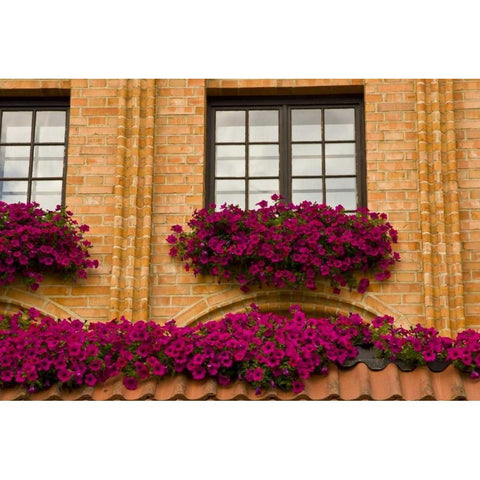 Poland, Gdansk Window boxes with purple petunias White Modern Wood Framed Art Print by Ross, Nancy ,  Steve