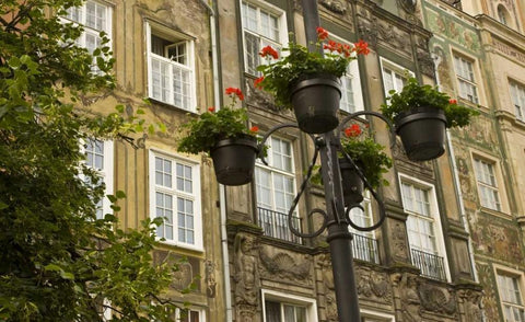 Poland, Gdansk Flower pots decorate buildings White Modern Wood Framed Art Print with Double Matting by Ross, Nancy ,  Steve