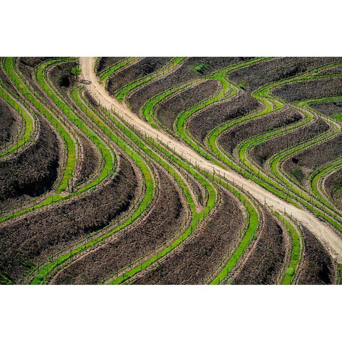 Europe-Portugal-Douro Valley-Vineyard patterns Black Modern Wood Framed Art Print with Double Matting by Jaynes Gallery