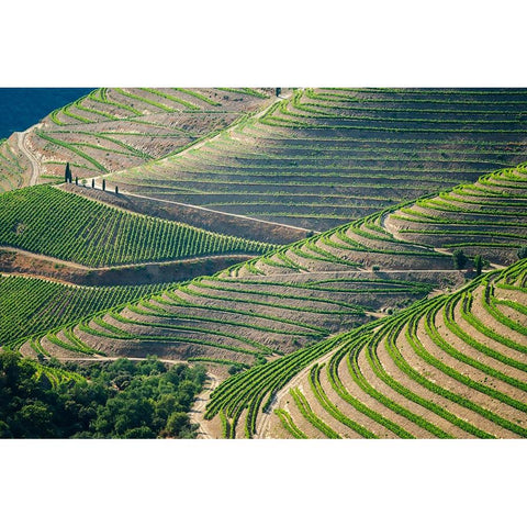 Europe-Portugal-Douro Valley-Vineyard patterns Gold Ornate Wood Framed Art Print with Double Matting by Jaynes Gallery