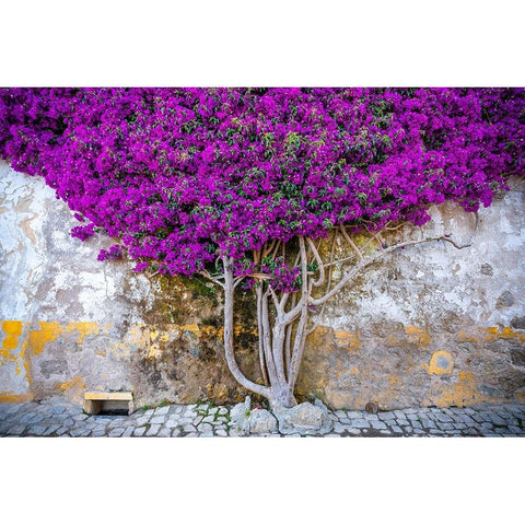 Europe-Portugal-Obidos-Bougainvillea plant on house wall Gold Ornate Wood Framed Art Print with Double Matting by Jaynes Gallery