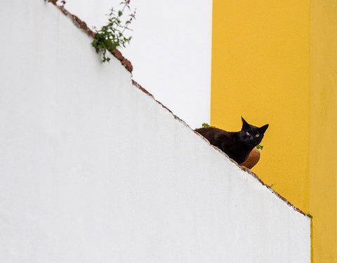 Portugal-Obidos-Black cat sitting on stairs White Modern Wood Framed Art Print with Double Matting by Eggers, Julie