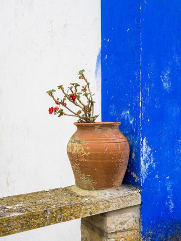 Portugal-Obidos-Plant in a terracotta pot on stone bench White Modern Wood Framed Art Print with Double Matting by Eggers, Julie