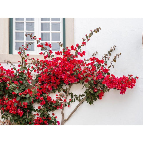 Portugal-Obidos-Beautiful red bougainvillea blooming against a white stone wall White Modern Wood Framed Art Print by Eggers, Julie