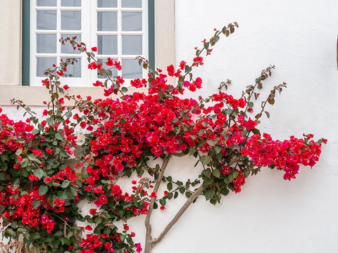 Portugal-Obidos-Beautiful red bougainvillea blooming against a white stone wall Black Ornate Wood Framed Art Print with Double Matting by Eggers, Julie