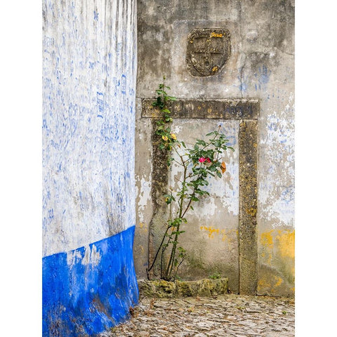 Portugal-Obidos-Red rose growing in a corner of street in Obidos Black Modern Wood Framed Art Print by Eggers, Julie