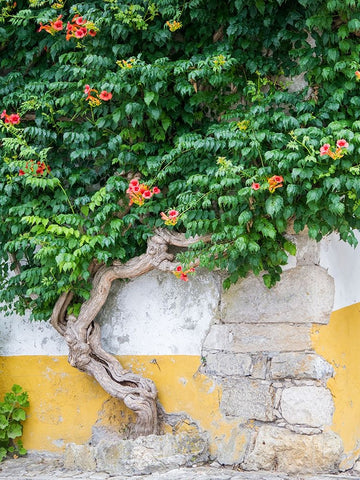 Portugal-Obidos-Large trumpet vine growing against a wall in the streets of Obidos White Modern Wood Framed Art Print with Double Matting by Eggers, Julie