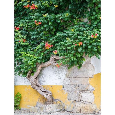 Portugal-Obidos-Large trumpet vine growing against a wall in the streets of Obidos White Modern Wood Framed Art Print by Eggers, Julie