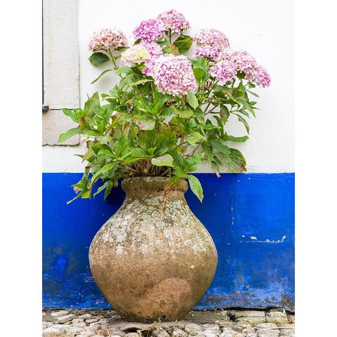 Portugal-Obidos-Pink hydrangea in an old pottery against a white and blue wall on the streets of Ob Black Modern Wood Framed Art Print by Eggers, Julie