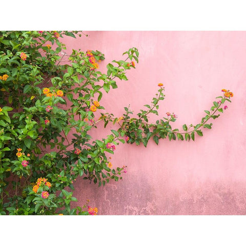 Portugal-Obidos-Colorful lantana vine growing against a pink wall Black Modern Wood Framed Art Print by Eggers, Julie