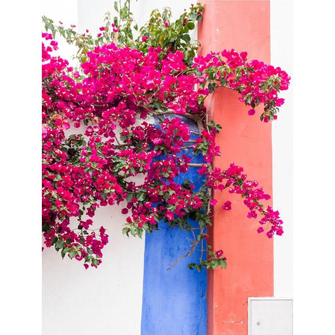 Portugal-Obidos-Dark pink bougainvillea vine against a blue-orange and white striped wall Black Modern Wood Framed Art Print by Eggers, Julie