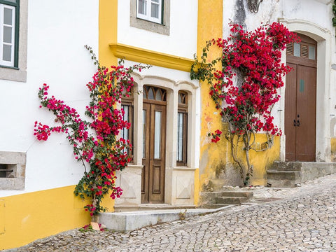 Portugal-Obidos-Dark pink bougainvillea vine growing along side the entrance of a home in the walle White Modern Wood Framed Art Print with Double Matting by Eggers, Julie