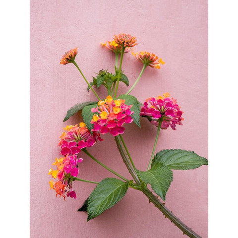 Portugal-Obidos-Colorful lantana vine growing against a pink wall Black Modern Wood Framed Art Print by Eggers, Julie