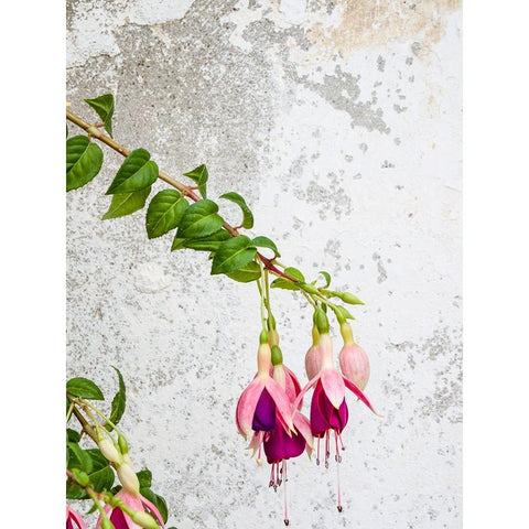Portugal-Obidos-Colorful fuchsia hanging against an old white wall Gold Ornate Wood Framed Art Print with Double Matting by Eggers, Julie