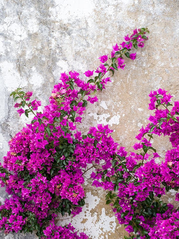 Portugal-Obidos-Hot pink or magenta bougainvillea against an old wall Black Ornate Wood Framed Art Print with Double Matting by Eggers, Julie