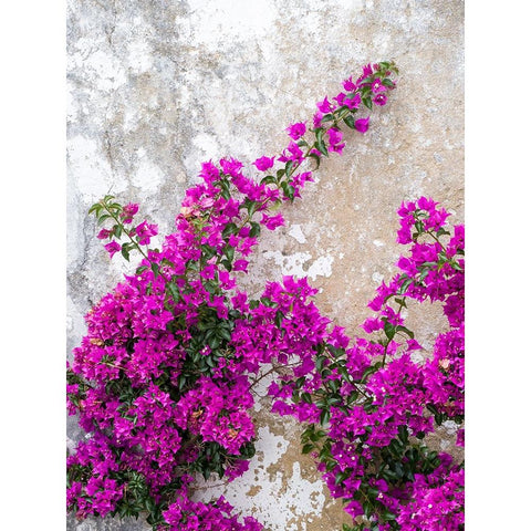 Portugal-Obidos-Hot pink or magenta bougainvillea against an old wall Black Modern Wood Framed Art Print with Double Matting by Eggers, Julie