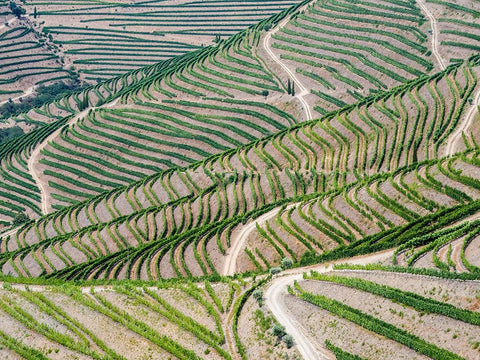 Portugal-Douro Valley-Terraced vineyards lining the hills Black Ornate Wood Framed Art Print with Double Matting by Eggers, Julie