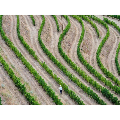 Portugal-Douro Valley-Terraced vineyards lining the hills Black Modern Wood Framed Art Print by Eggers, Julie