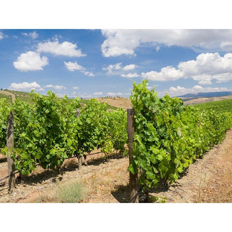 Portugal-Douro Valley-Vineyards lining the hills Black Modern Wood Framed Art Print by Eggers, Julie