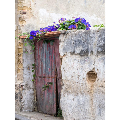 Portugal-Aveiro-Old red metal door with bright blue and pink morning glory flower vine covering abo Gold Ornate Wood Framed Art Print with Double Matting by Eggers, Julie