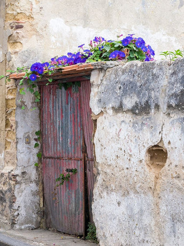 Portugal-Aveiro-Old red metal door with bright blue and pink morning glory flower vine covering abo White Modern Wood Framed Art Print with Double Matting by Eggers, Julie