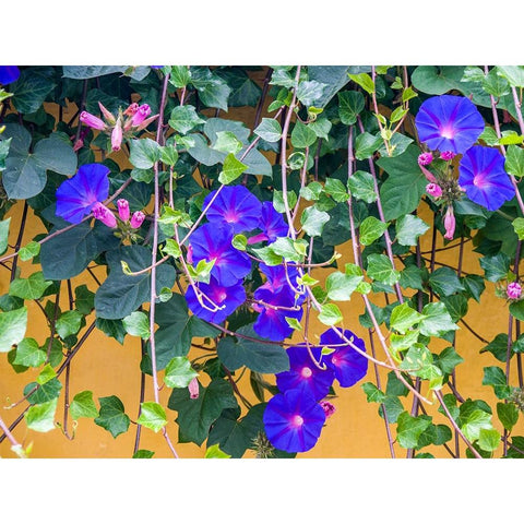 Portugal-Aveiro-Blue Morning Glory-Ipomoea indica-growing wild in the historic district of Aveiro Black Modern Wood Framed Art Print by Eggers, Julie